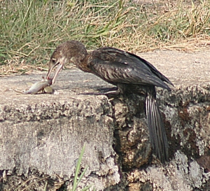 cormorant and fish Kerala