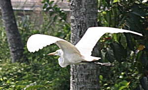 egret South India