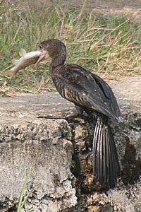 fishing cormorant Kerala backwaters