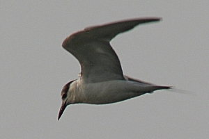 gull, Kerala