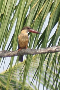 kingfisher Kerala