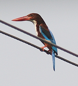 Stork billed kingfisher Kerala backwaters
