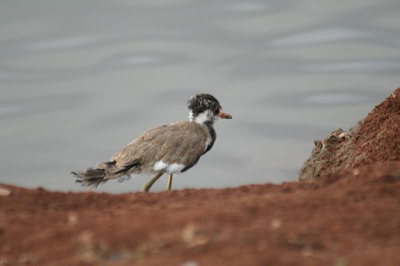 Young red-wattled lapwing