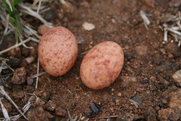 Indian Nightjar eggs