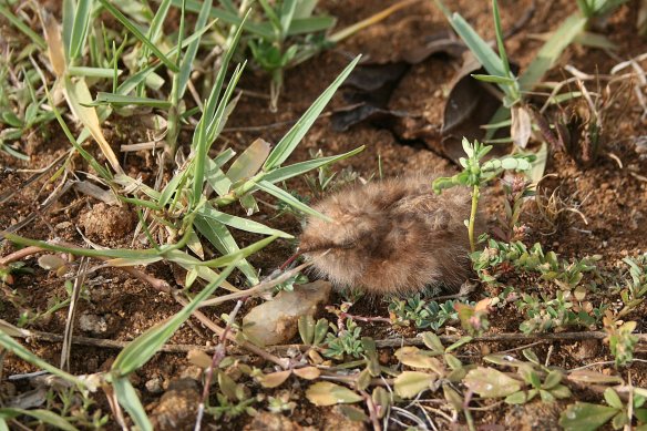 Indian nightjar chick within minutes of hatching 