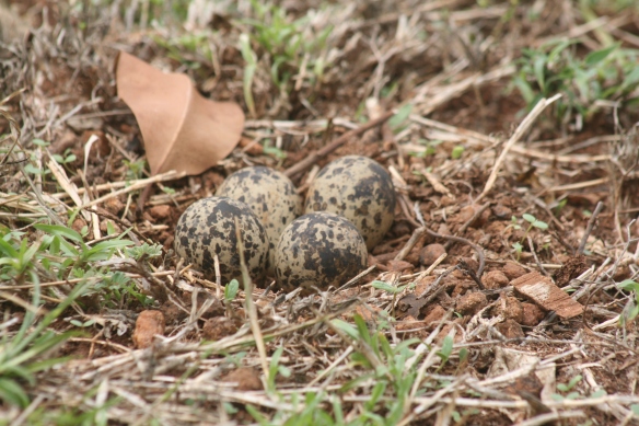 red-wattled lapwing eggs